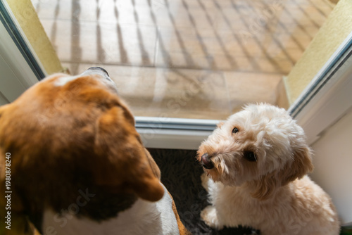 High Angle View of Maltipoo Puppy Looking Up at a Beagle Dog
