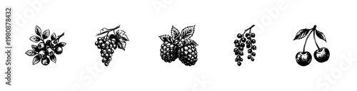 Fresh Berry and Fruit Garden Harvest Labels with Hand-Drawn Inky Doodle and Organic Sketchy Textures