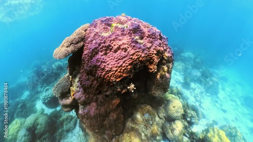 Colorful coral reef thriving underwater near Snake Island, El Nido, Palawan, Philippines, featuring vibrant marine life and natural beauty in clear ocean water