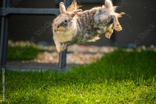 Action Shot of a Fluffy Rabbit Jumping and Binkying in the Air