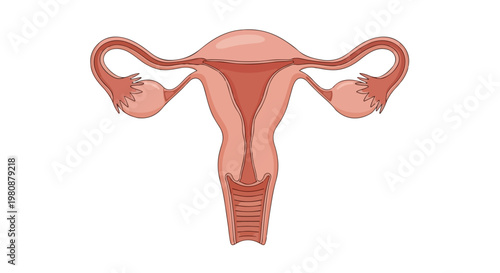 Detailed anatomical illustration of the female reproductive system including uterus, fallopian tubes, and ovaries