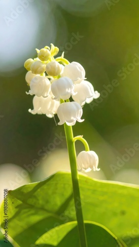 A close-up captures the delicate beauty of lily of the valley blossoms, their pristine white petals contrasting against a soft, blurred green background.