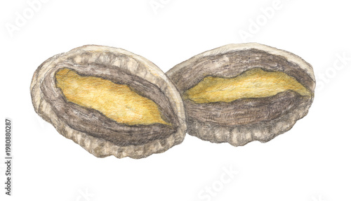 殻付きアワビ　水彩色鉛筆イラスト