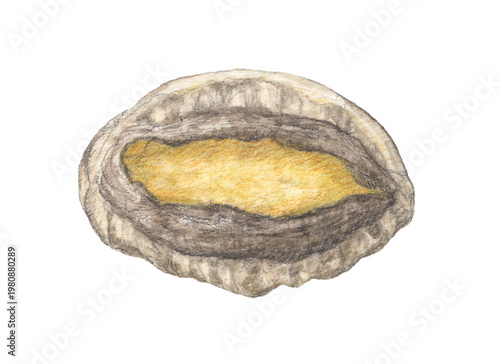 殻付きアワビ　水彩色鉛筆イラスト