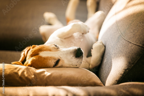 Funny Beagle Dog Sleeping Upside Down on a Sofa in Sunlight