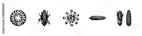 Maize Agriculture and Corn Harvest Elements with Hand-Drawn Inky Doodle and Organic Sketchy Style