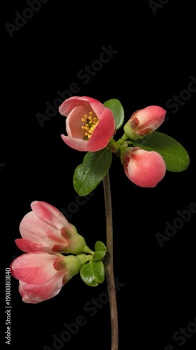 Japanese Quince (Chaenomeles, Maule's quince) sacura tree flowers blooming on black background time lapse