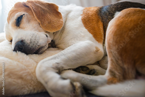 Tricolor Beagle Dog Curled Up and Sleeping Soundly on Soft Bedding