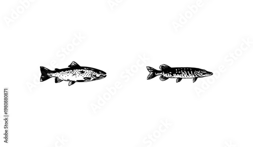 River and Sea Fish Species Set with Hand-Drawn Inky Brush Strokes and Detailed Hatching Textures