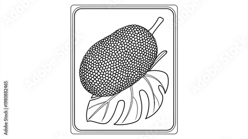 Drawing of jackfruit with leaf on white background in rectangle frame