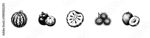 Tropical Exotic Fruits and Botanical Garden Harvest with Fluid Engraving Style and Hand-Drawn Sketchy Style