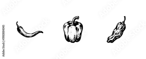 Fresh Chili Peppers and Bell Peppers Culinary Ingredients with Fluid Engraving Style in Hand-Drawn Sketchy Style