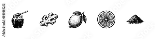 Ginger Root and Lemon Citrus Fruit with Fluid Engraving Style in Hand-Drawn Sketchy Style