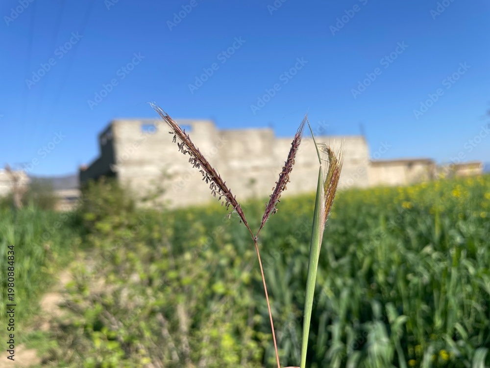 Fototapeta premium Dichanthium, bluestem or marvel grass