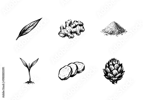 Ginger Root and Culinary Spices Botanical Elements with Hand-Drawn Inky Brush Strokes and Organic Calligraphic Outlines