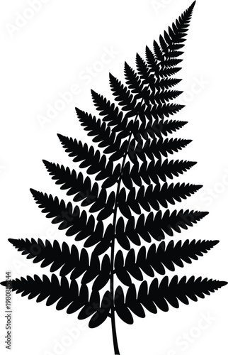 Black silhouette of a fern frond with detailed leaflets on a white background plant nature