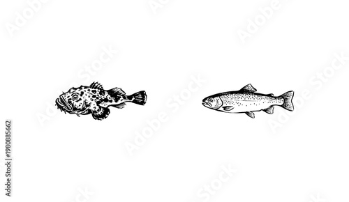 Marine Sea Fish and Edible Saltwater Seafood Species with Hand-Drawn Inky Doodle and Detailed Ink Wash Aesthetic