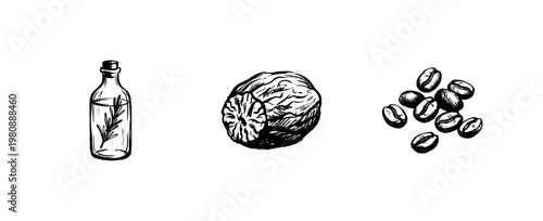 Culinary Herbs and Aromatic Spices for Cooking with Hand-Drawn Inky Doodle and Organic Calligraphic Lines