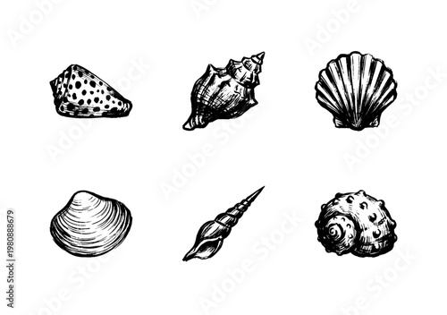 Marine Seashells and Ocean Beach Treasures with Hand-Drawn Inky Outlines and Weighted Brush Stroke Aesthetic
