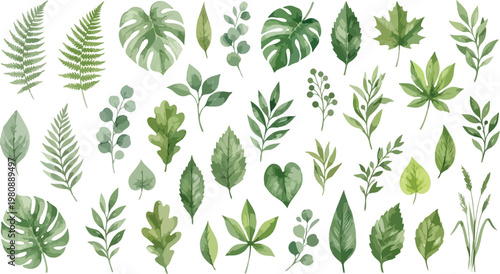 Watercolor green leaves collection, hand painted botanical foliage set of 30 vector elements, tropical monstera and forest fern greenery for wedding invitations and decor