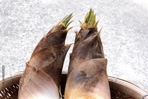 籠に入れた採れたての筍