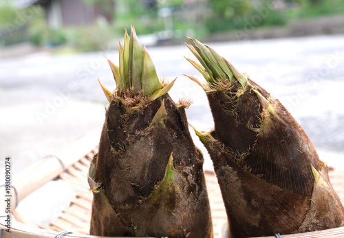 籠に入れた採れたての筍
