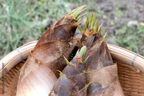 籠に入れた採れたての筍