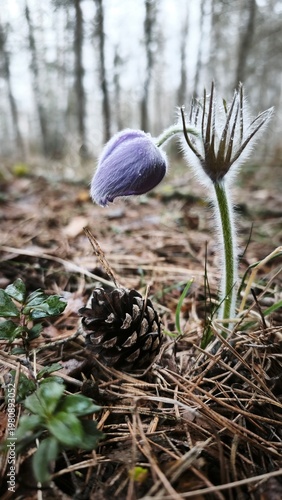 wild flower in the forest