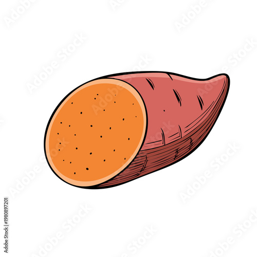 Vibrant Illustration of a Fresh Sweet Potato Half Showing Orange Interior and Rough Red Skin