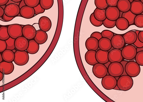 Illustration of red blood cells in vessels.