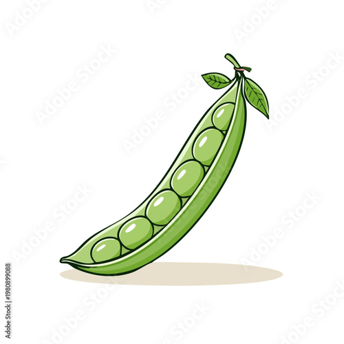 Fresh green pea pod with ripe peas and leaves illustration