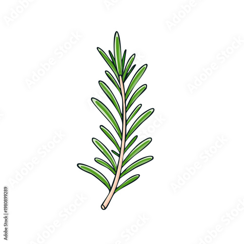Fresh green rosemary herb sprig with narrow leaves isolated on white background illustration