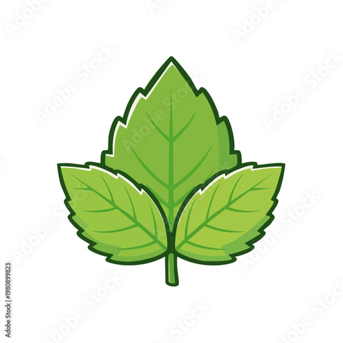 Vibrant green mint leaves a fresh botanical illustration for natural product branding and design
