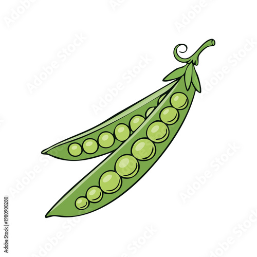 Two ripe green pea pods split open revealing plump round peas inside with a curly stem
