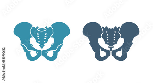 Two stylized human pelvis illustrations in differing blue shades