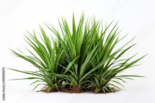Green yucca bush plant grass white background.