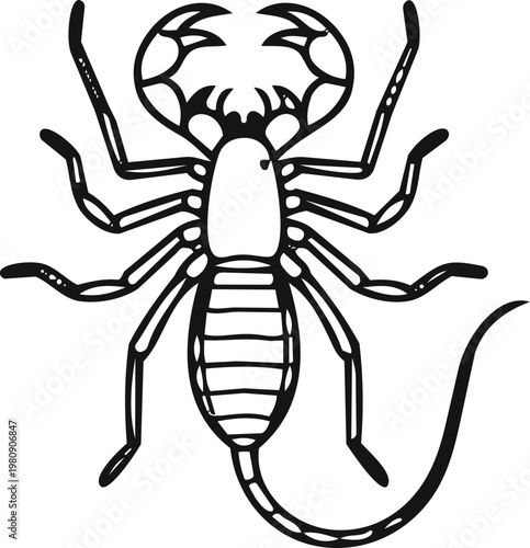 Black and white whip scorpion line art illustration