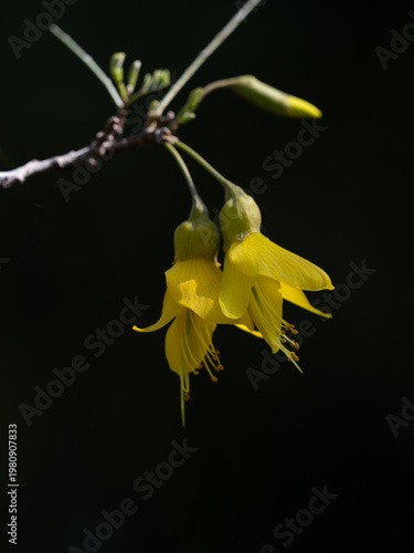 鮮やかな黄色の花のソフォラ・ミクロフィラ・サンキング　