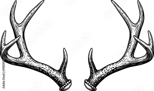 Detailed black and white illustration of deer antlers facing each other. Vector illustration

