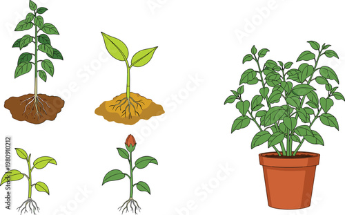 Plant Growth Stages Vector Set Showing Seedling Sprout Young Plant and Mature Potted Herb with Root Development Illustration