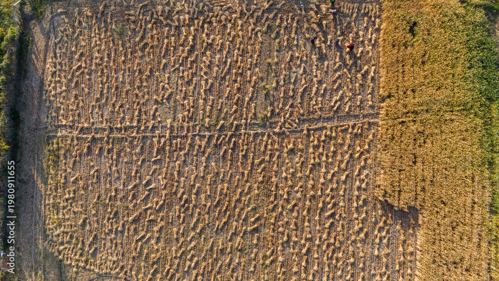 Fototapeta premium Top-down aerial view of agricultural fields in Bhilwara, Rajasthan during spring harvest, showing farmers making and stacking wheat bundles forming abstract patterns across farmland.