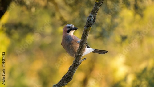 Obraz na płótnie Beautiful Eurasian jay perched on a horizontal branch looking forward