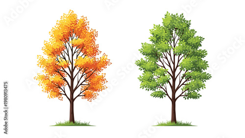 Comparison of two identical deciduous trees showing the natural change in foliage from lush green summer leaves to vibrant orange autumn colors.