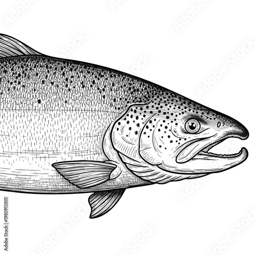 Detailed Illustration of a Freshwater Fish for Nature and Wildlife Themes