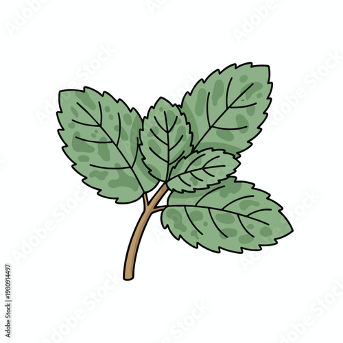 Fresh Mint Leaves on a White Background for Culinary and Herbal Use