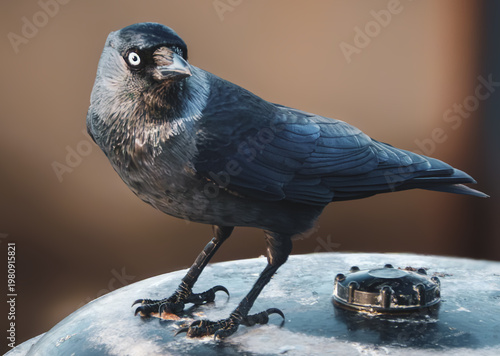 Dohle auf der Laterne