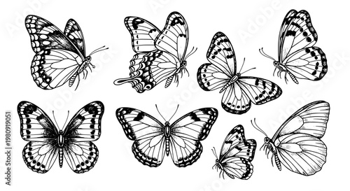 Butterfly illustration set with hand-drawn sketch lines and scattered moth-like wing details for nature graphics