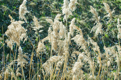 Wild reed plant texture natural background