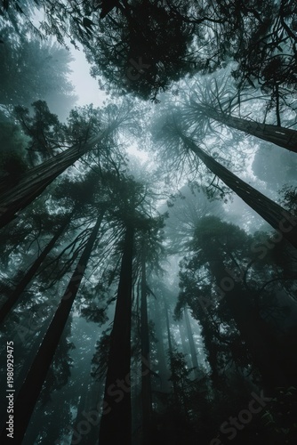 Misty forest canopy view looking up at towering redwood trees