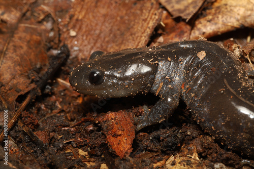 Close-up profile of the face of a Jefferson's salamander (Ambystoma jeffersonianum). These large salamanders are found in parts of eastern North America. 
